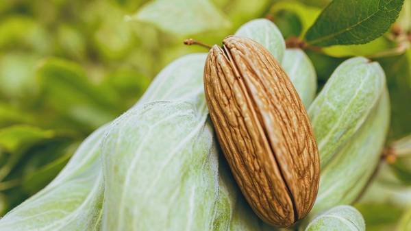 杏仁和巴旦木的区别，优质解析：25字内讲透杏仁与巴旦木核心区别