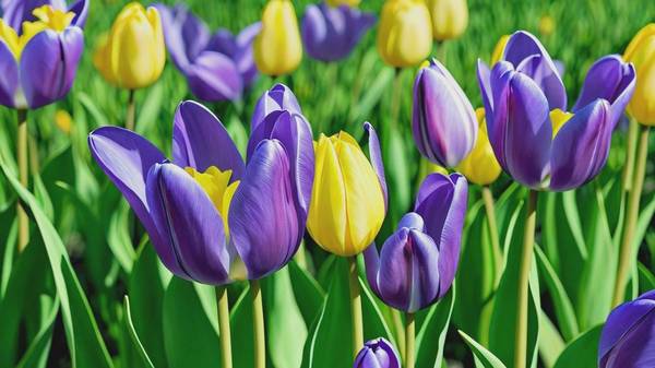 绿色隔离和紫色隔离的区别，区分绿色隔离与紫色隔离的适用场景与防护作用